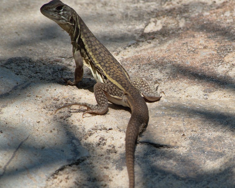 Butterfly Agama ~ Sub Adult